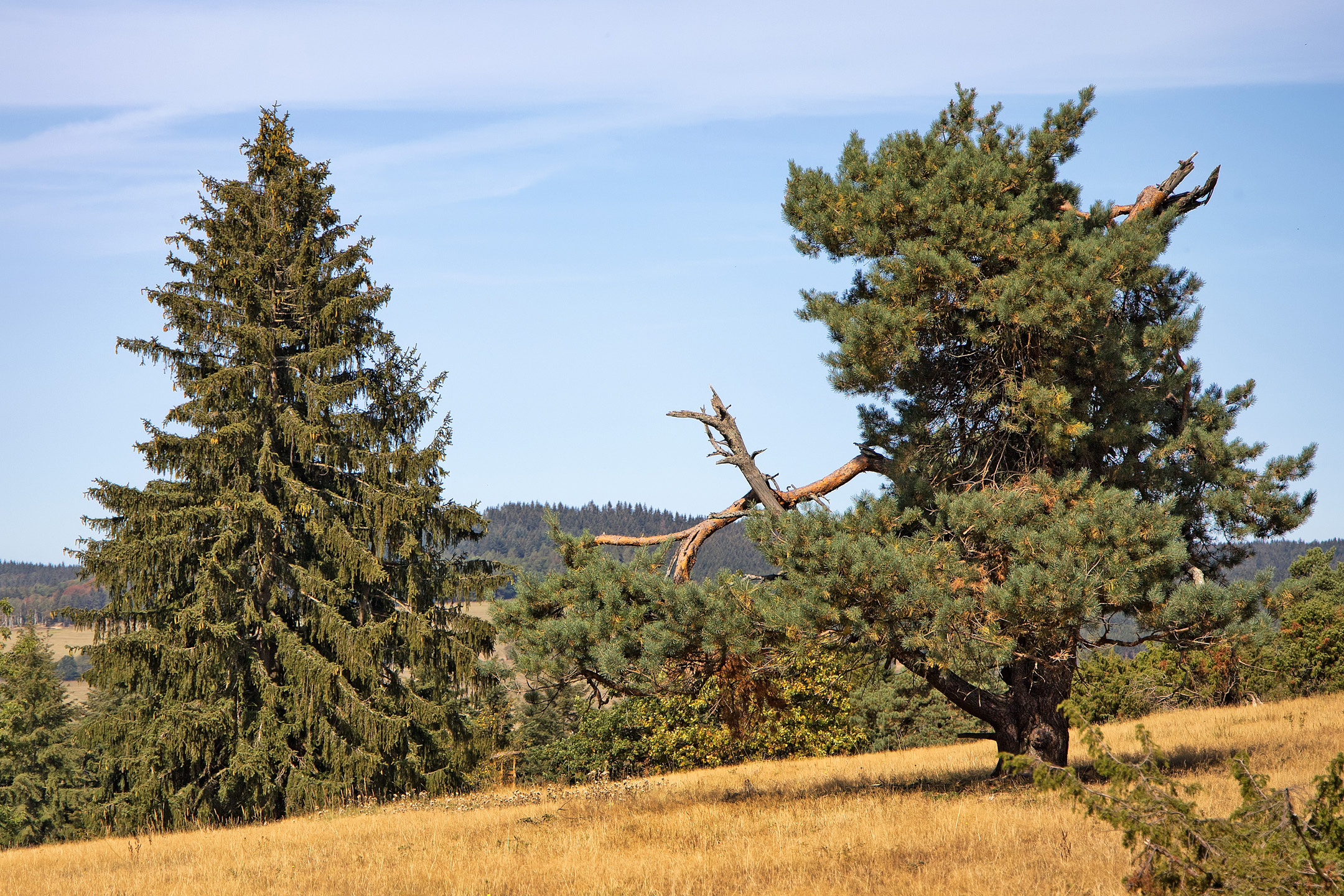 Traumpfad Bergheidenweg